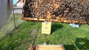 Вывод маток без осиротения. Первый неудачный опыт