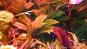 Петушки, моллинезии, меченосцы в одном аквариуме