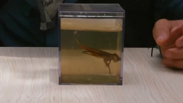 giant water bug fart смотреть онлайн