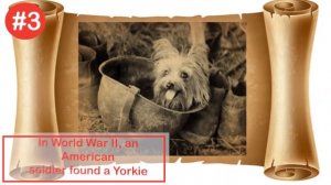 Amazing Facts About Yorkshire Terriers | Royal Canin Philippines