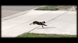 EPIC CAT running in SLO-MO!  (2000% slower)