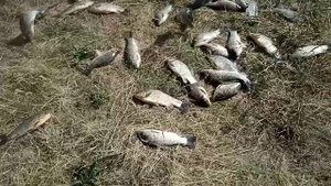 Результат рыбалки, оросительный канал 05.06.2022