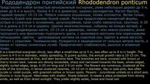 #Рододендрон Декоративные #кустарники58 Декоративные растения