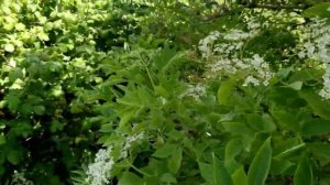 Elderflower identification (Sambucus nigra)