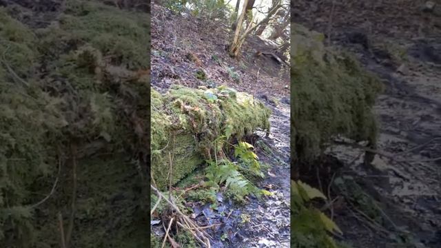 Collecting terrarium plants and having a woodland walk set to some jaunty music смотреть онлайн