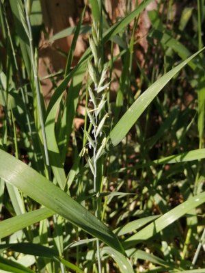 40. Пырей ползучий - Elymus repens
