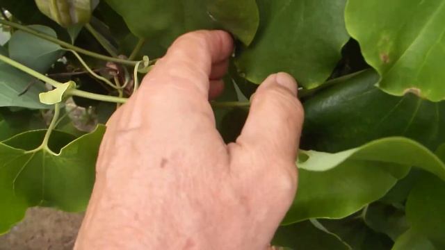 Aristolochia ringens - Duchman's pipe смотреть онлайн