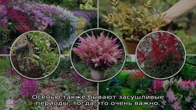 Что делать с астильбой после цветения смотреть онлайн