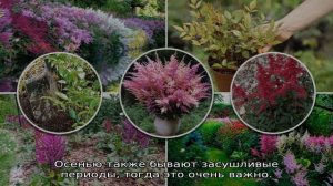 Что делать с астильбой после цветения