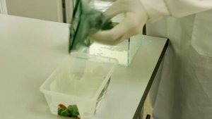 Аквариумные рыбки помогают сибирским учёным в поисках лечения болезни Паркинсона