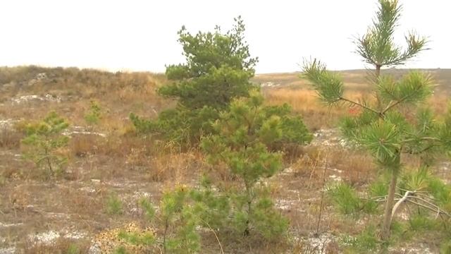 Мел Крейда & The First смотреть онлайн