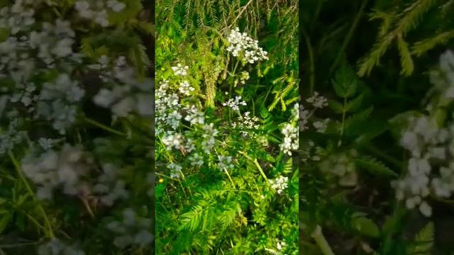 собираю травы #ведьма #зелья #травник #травница смотреть онлайн