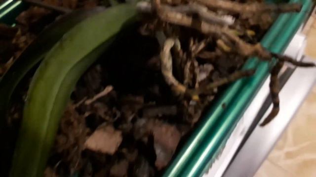 Групповая посадка орхидей ... смотреть онлайн