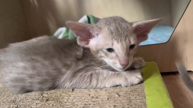 Ориентальные котята из питомника в Москве