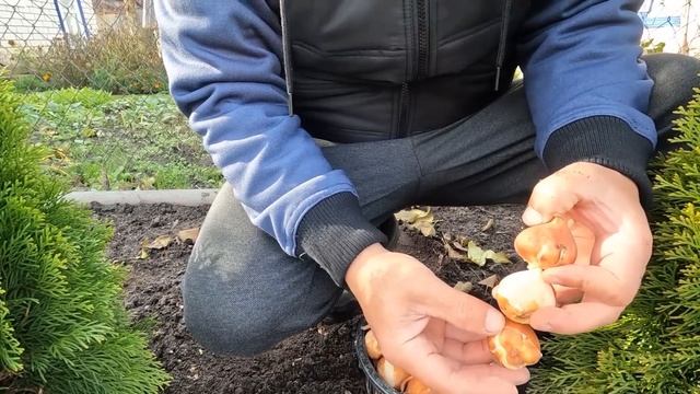 Сажаем тюльпаны по голландской технологии! Шикарная клумба тюльпанов.