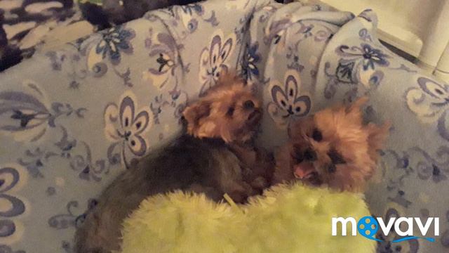 Йорки дома смотреть онлайн