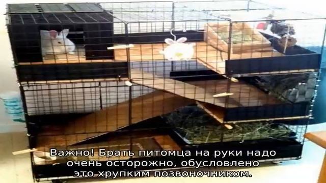 Декоративный кролик — уход и содержание в домашних условиях