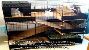 Декоративный кролик — уход и содержание в домашних условиях