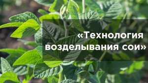 Технология возделывания сои