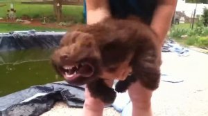 Забавная собака, любящая ветерок