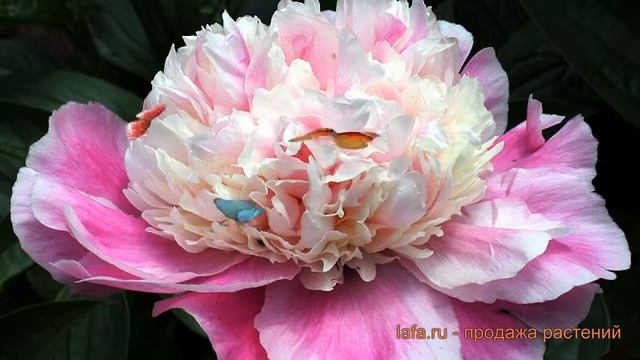 Пион травянистый Кора Стаббс (paeonia kora-stabbs) ? обзор: как сажать, луковицы пиона Кора Стаббс смотреть онлайн