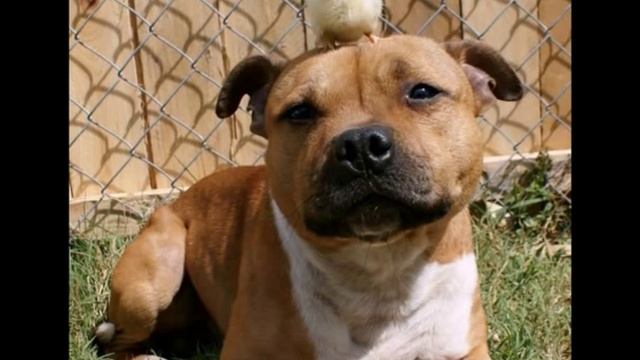 Наш друг стафф и питбуль смотреть онлайн