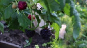 Малина Хебан