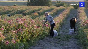 В Бахчисарайском районе Крыма начался сбор эфиромасличной розы