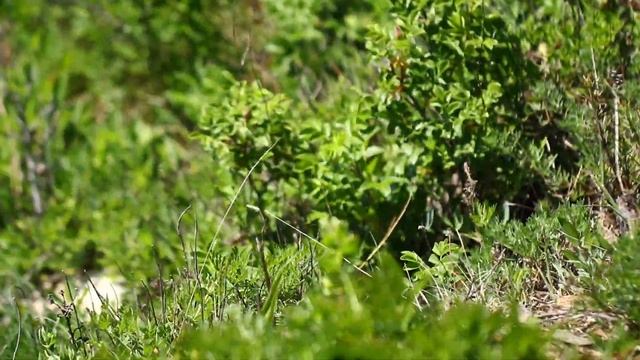 Ещё один пример Как не надо снимать на Canon 80 D - Canon EF 100 mm.Macro f 2.8 L IS USM Japan sea смотреть онлайн