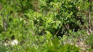 Ещё один пример Как не надо снимать на Canon 80 D - Canon EF 100 mm.Macro f 2.8 L IS USM Japan sea