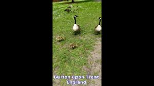 Канадские казарки (гуси) Canada gooses