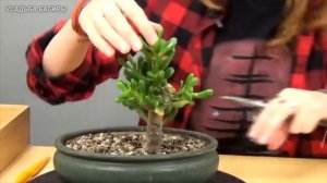 Бонсай из крассулы Хоббит (ч.2).
