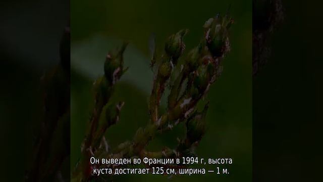 Красные розы смотреть онлайн