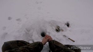 Очень крупный окунь на мормышку.