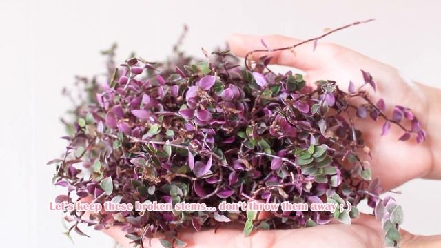 Callisia Repens Repotting & Propagation Indoor| Plants grooming | Pink Callisia Repotting