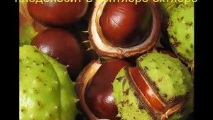 Каштан конский обыкновенный