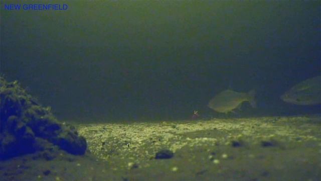 Чудское оз.Рыбалка с подводной камерой.