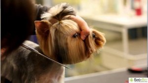 Стрижка Собак В Домашних Условиях & Как Подстричь Собаку. Ветклиника Био-Вет