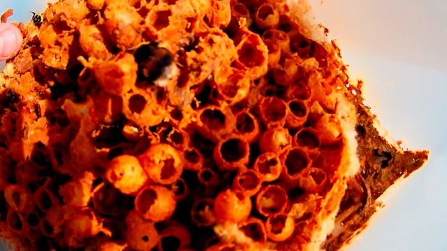 Разбираю домик шмеля смотреть онлайн