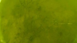 Поиск металла под водой!Раки!Запчасти военной техники!Часть 1.