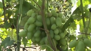 ОБЯЗАТЕЛЬНО СДЕЛАЙТЕ ЭТО НА ВИНОГРАДЕ В АВГУСТЕ!