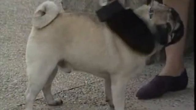 Мини-молоссы смотреть онлайн