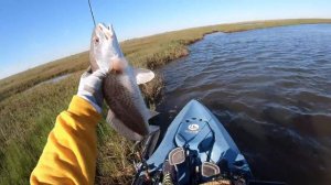 This Simple Lure Crushes Fish in the Marsh; Buggs Curl Tail! DRONE