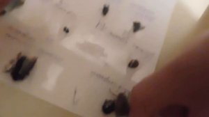 Июньские хрущи