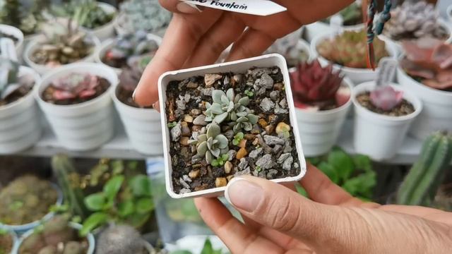 Suculentas identificadas con algunos cuidados 🌱 | Jardines by Angie смотреть онлайн