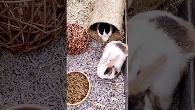 Bunnies sleeping ❤ #shorts #rabbit #Bunnies #viral смотреть онлайн