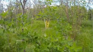 Жёлтая акация (карагана древовидная) - высокий листопадный кустарник