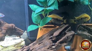 RAINBOW CICHLIDS | HEROTILAPIA MULTISPINOSA