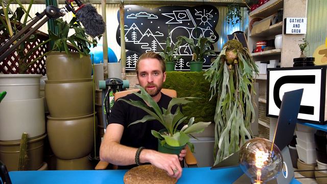 All About STAGHORN FERN Growing Guide and How to MOUNT! Platycerium Bifrucatum Care смотреть онлайн