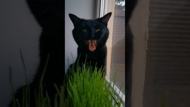 Кошкам, особенно домашним, нужна трава смотреть онлайн